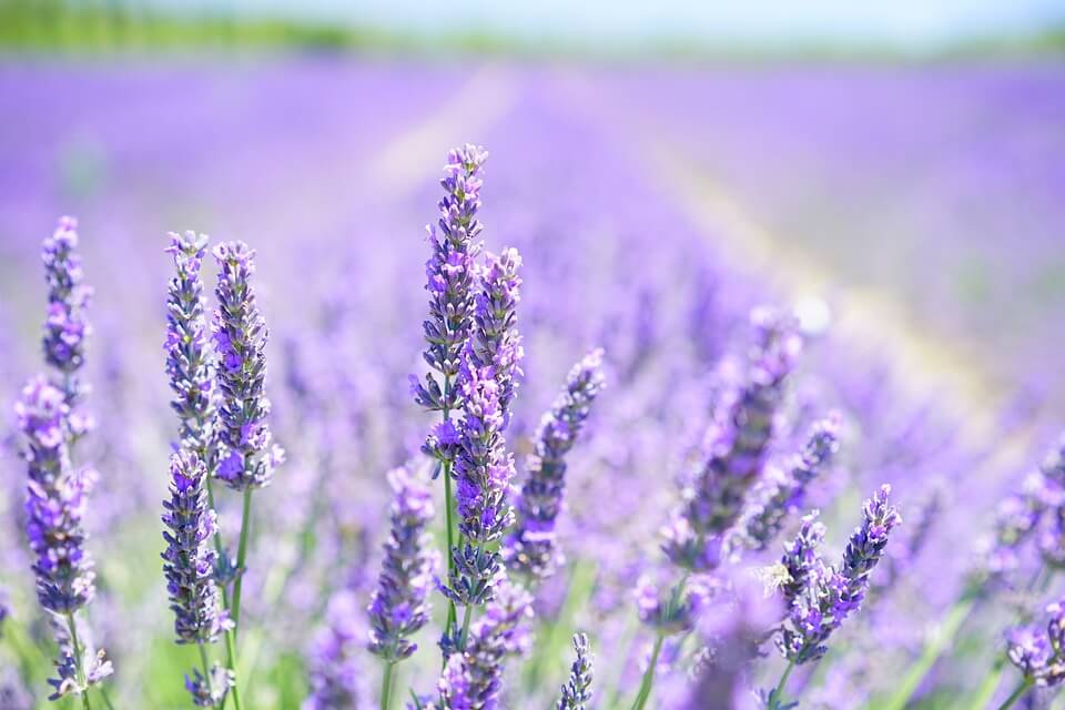 Exfoliante de lavanda y caolin